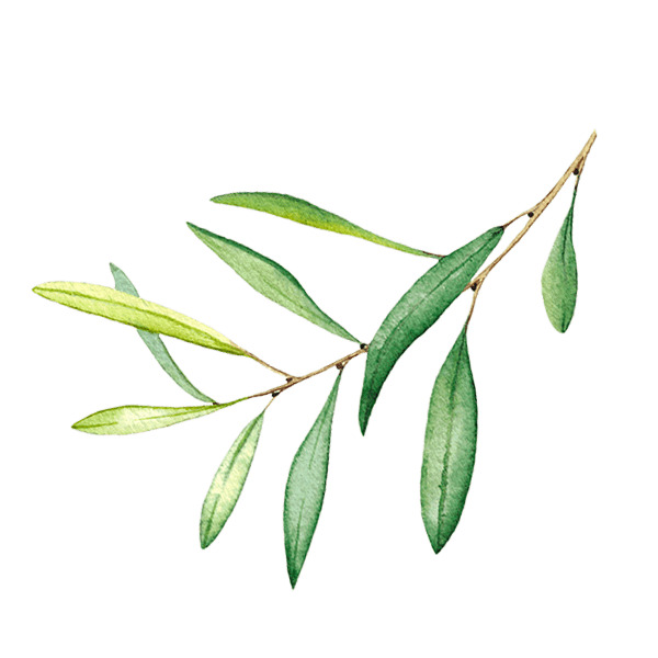 HojaOlivo