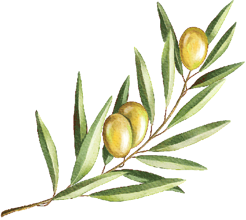 HojaOlivo3